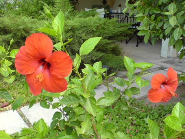 Comfortable Garden Apt Near Vouliagmeni Beach Athènes Extérieur photo